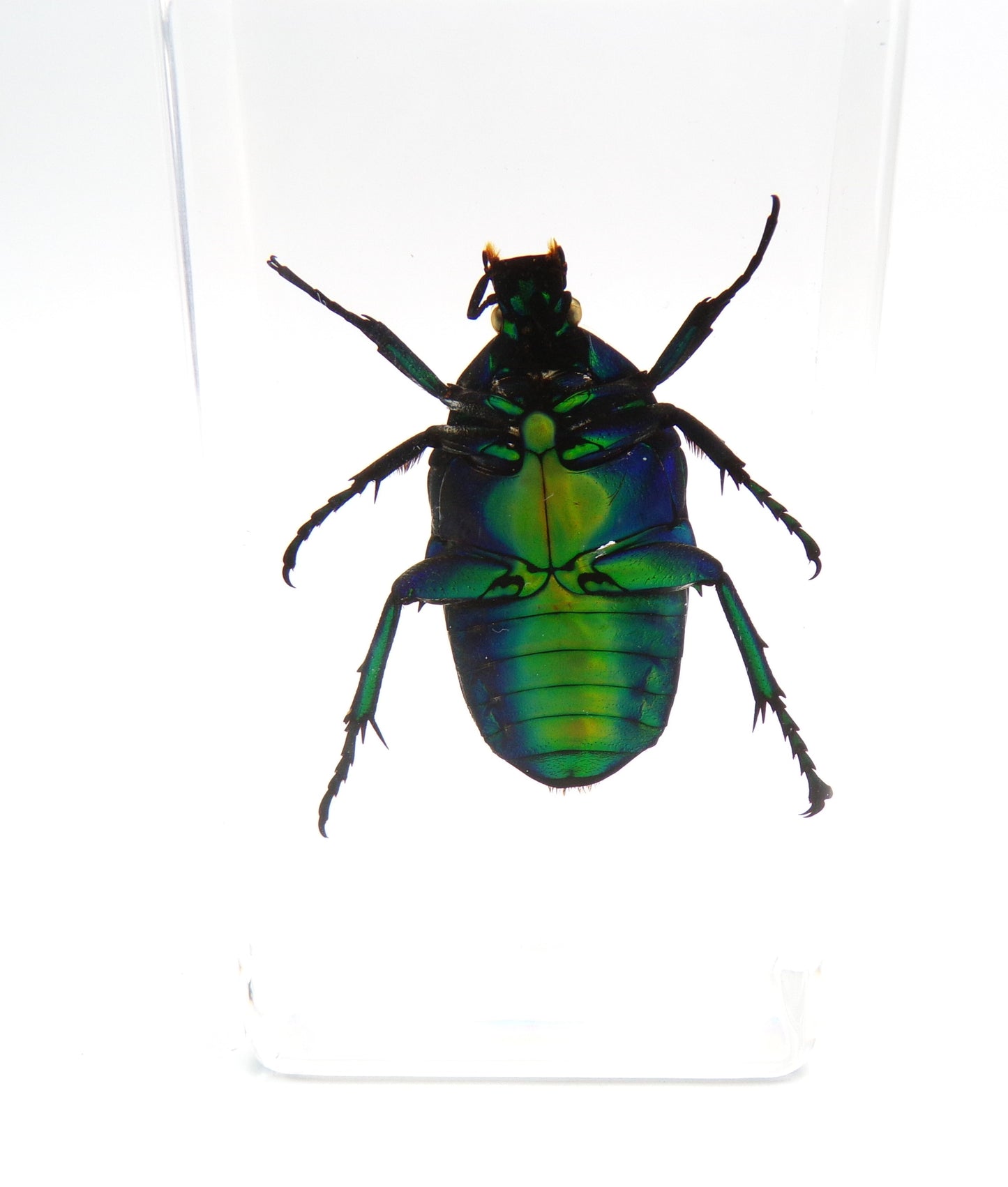 Kever 75mmx41mm