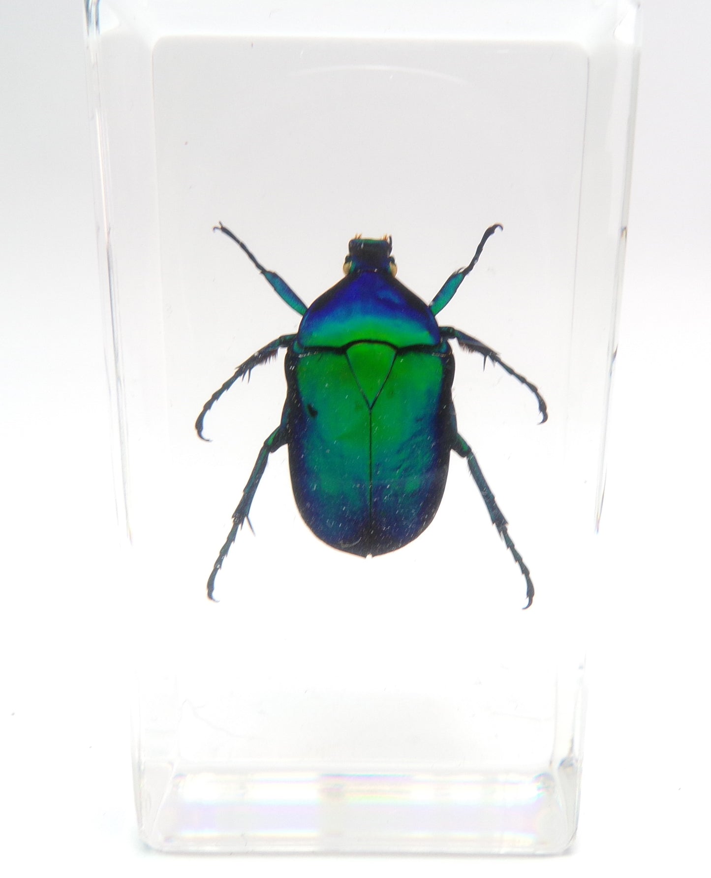 Kever 75mmx41mm
