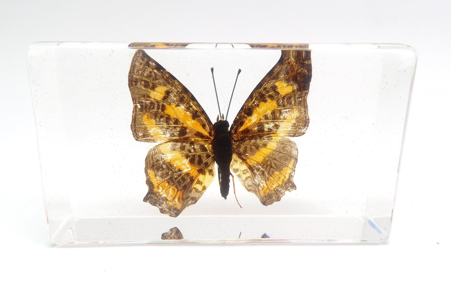Symbrenthia Brabira (Moore) 75mmx41mm