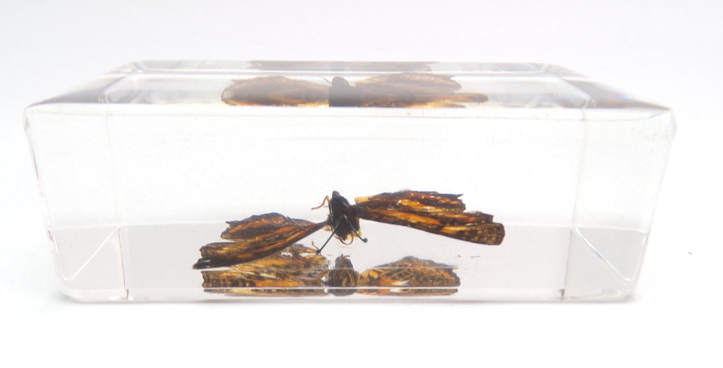 Symbrenthia Brabira (Moore) 75mmx41mm