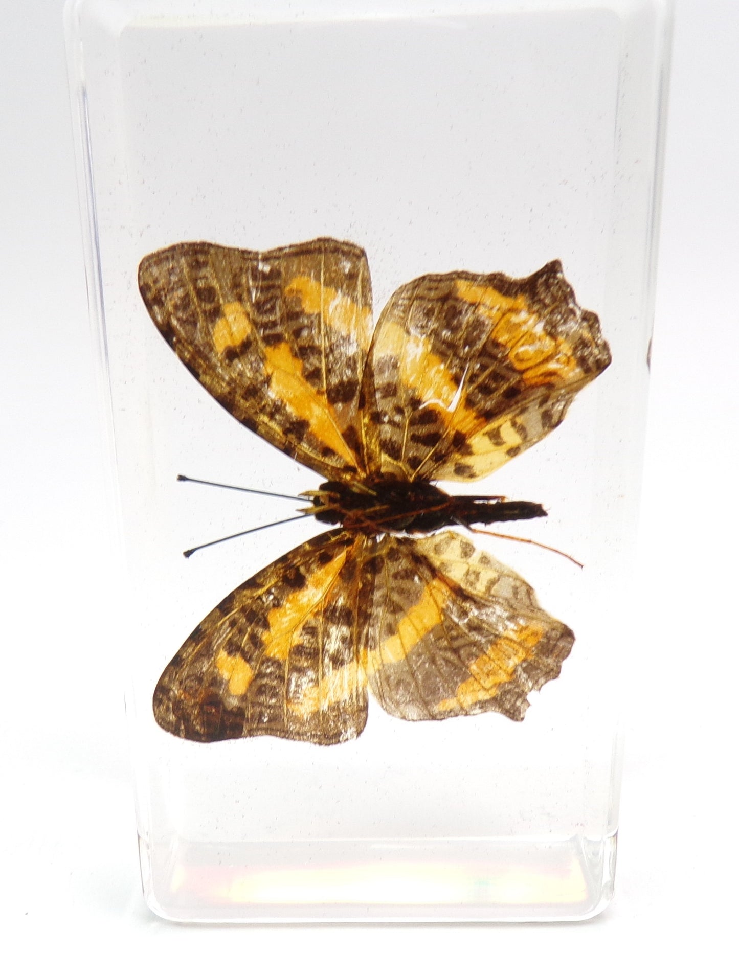 Symbrenthia Brabira (Moore) 75mmx41mm
