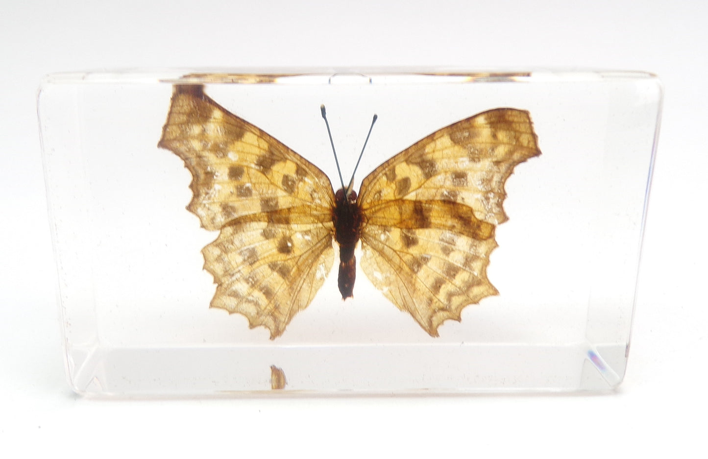 Polygonia Caurum 75mmx41mm