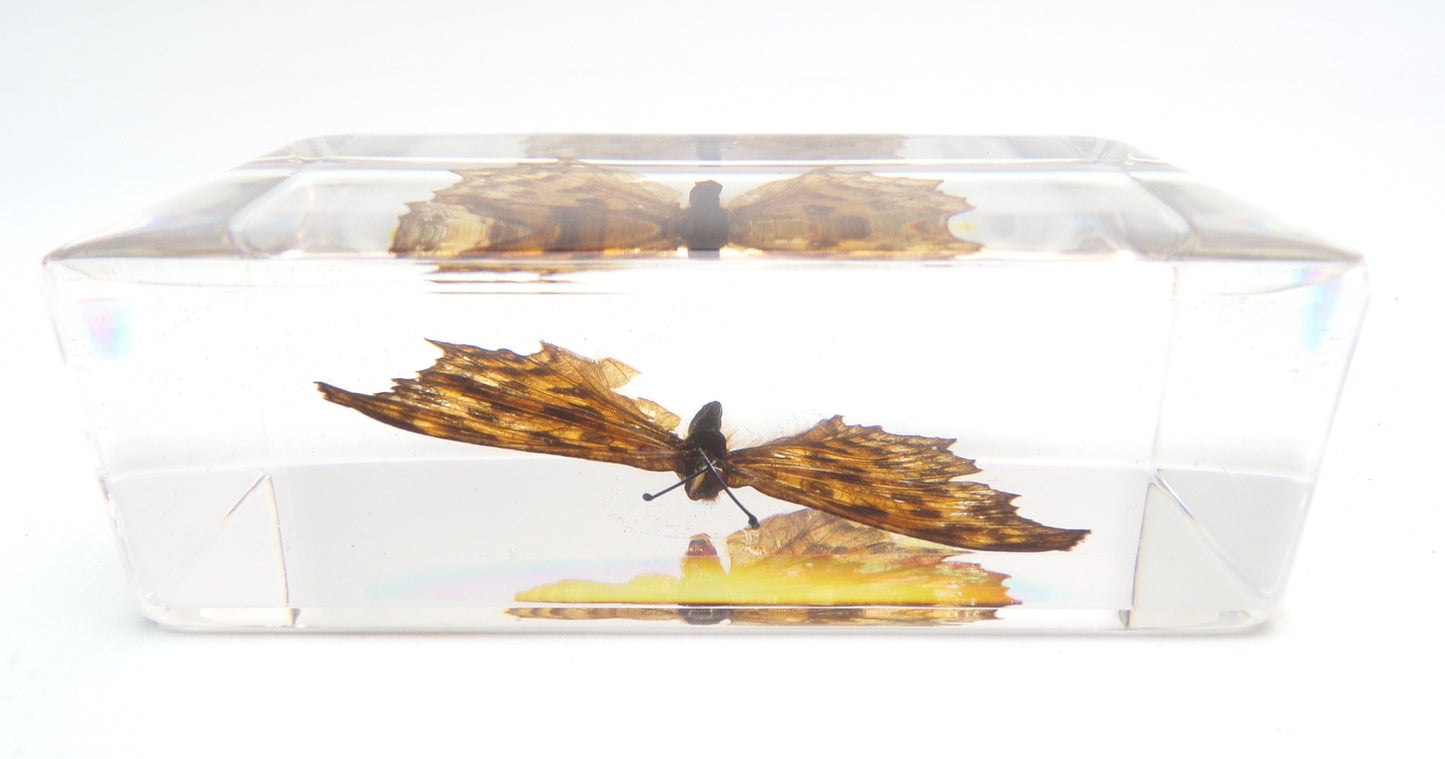 Polygonia Caurum 75mmx41mm