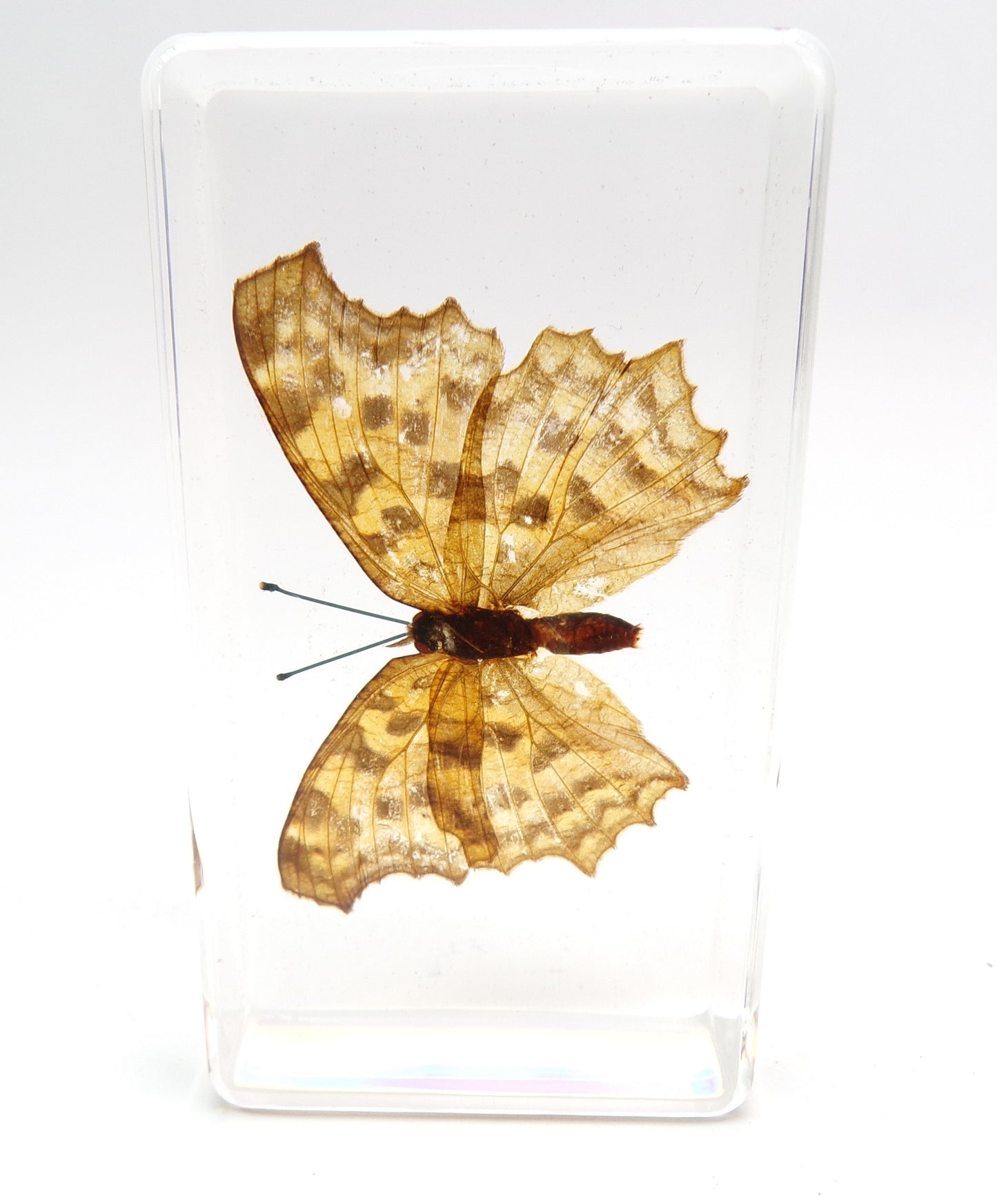 Polygonia Caurum 75mmx41mm