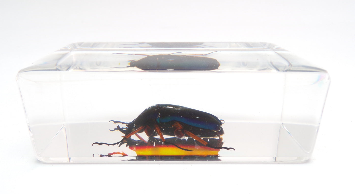 Smaragd Kever 75mmx41mm