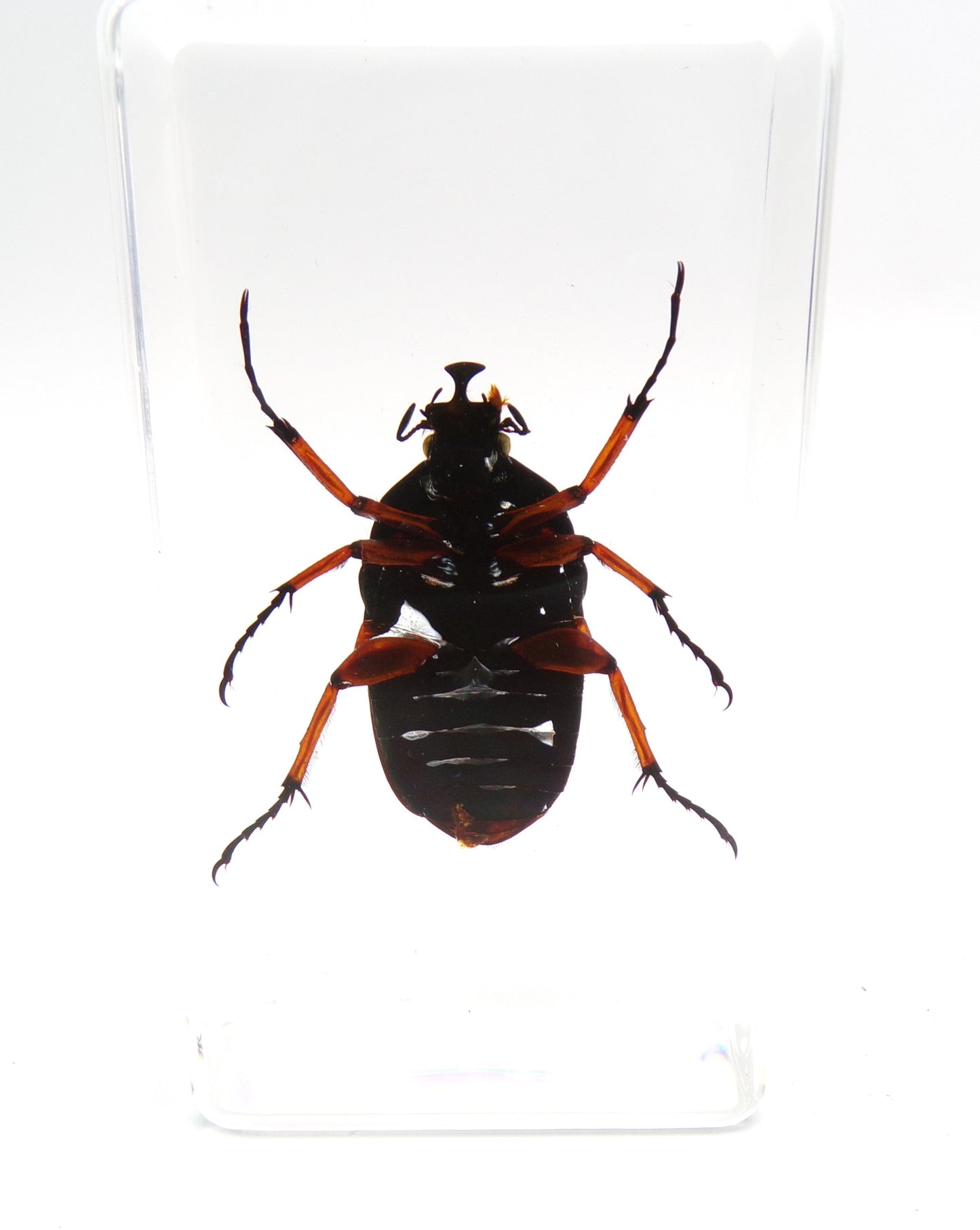 Smaragd Kever 75mmx41mm