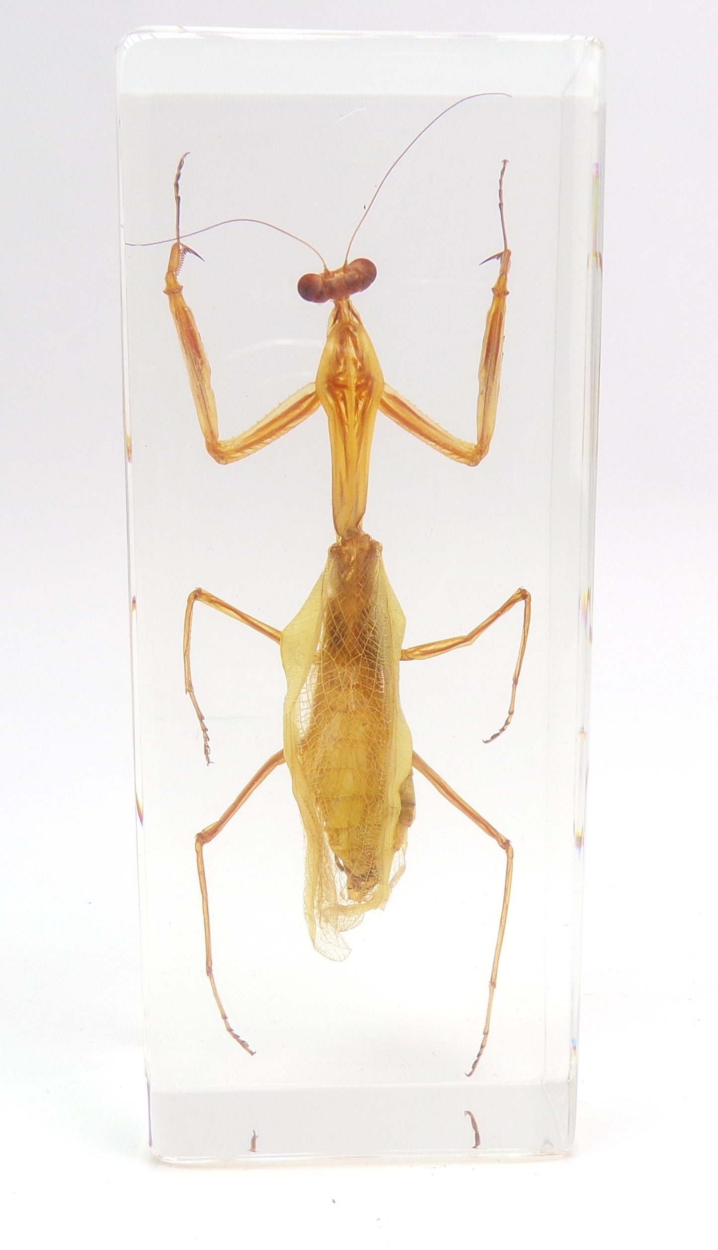 Bidsprinkhaan 110mmx43mm