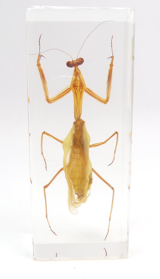 Bidsprinkhaan 110mmx43mm