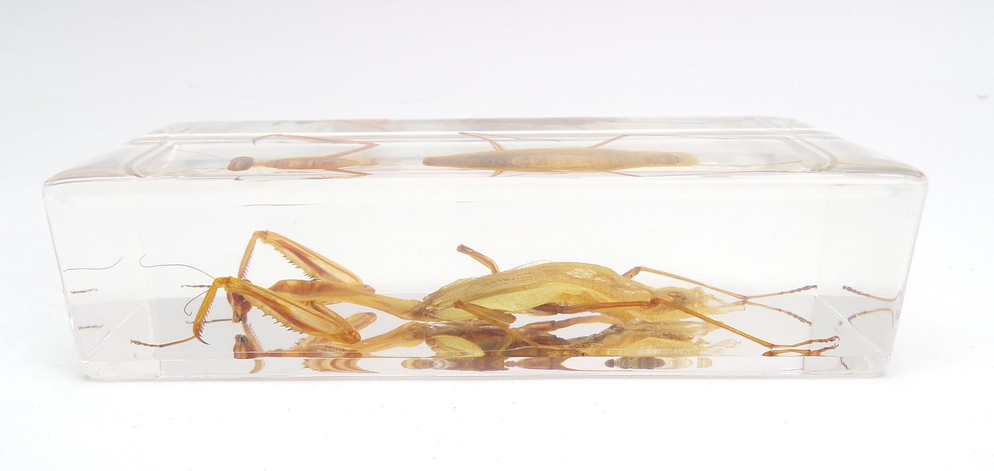 Bidsprinkhaan 110mmx43mm