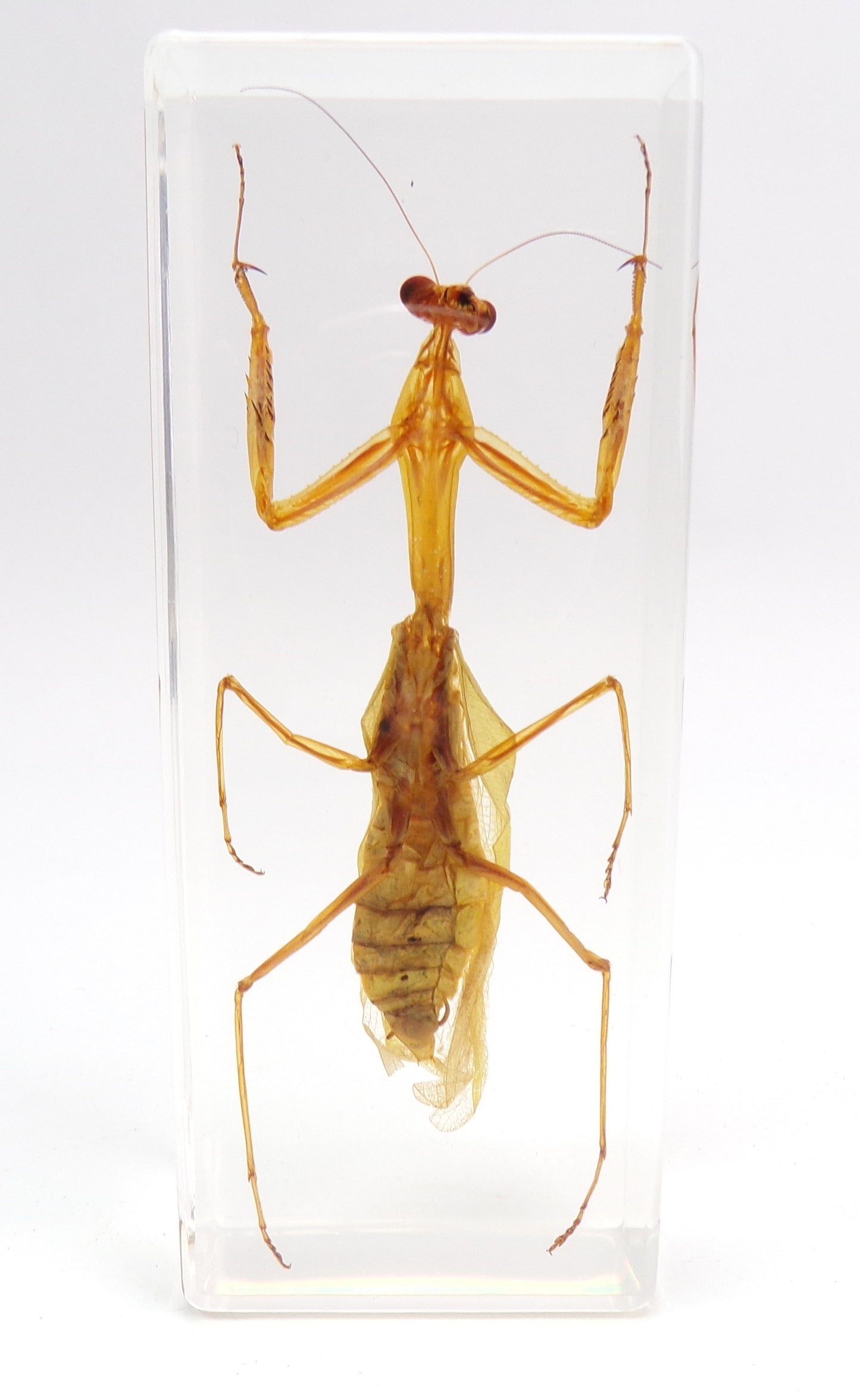 Bidsprinkhaan 110mmx43mm