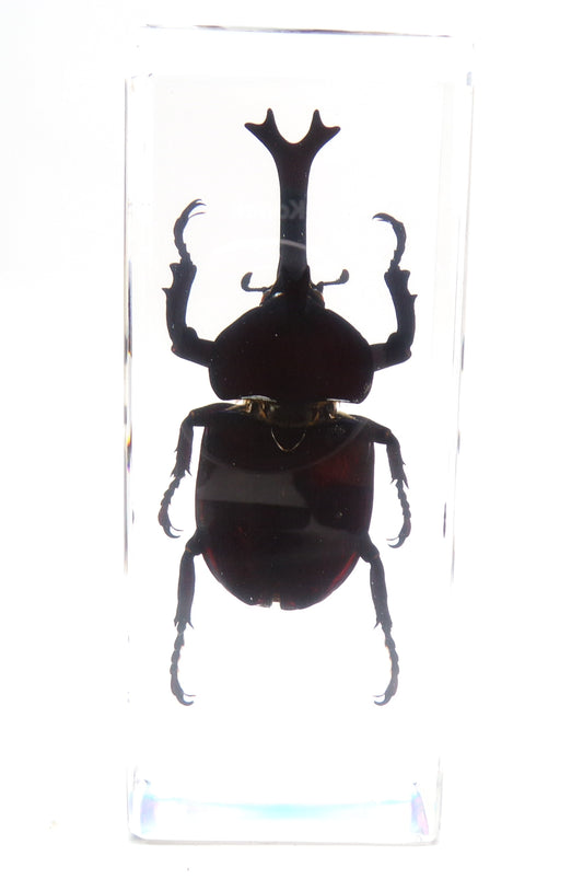 scarabée rhinocéros 110mmx43mm