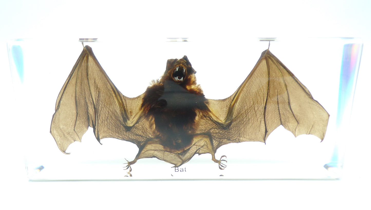 Grote Vleermuis 195mmx85mmx38mm