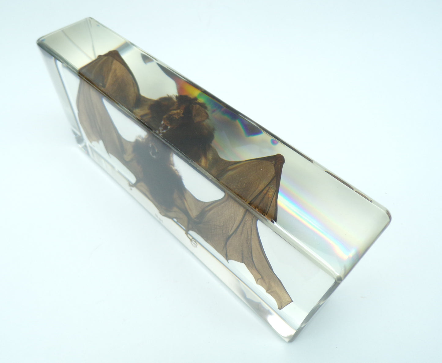 Grote Vleermuis 195mmx85mmx38mm