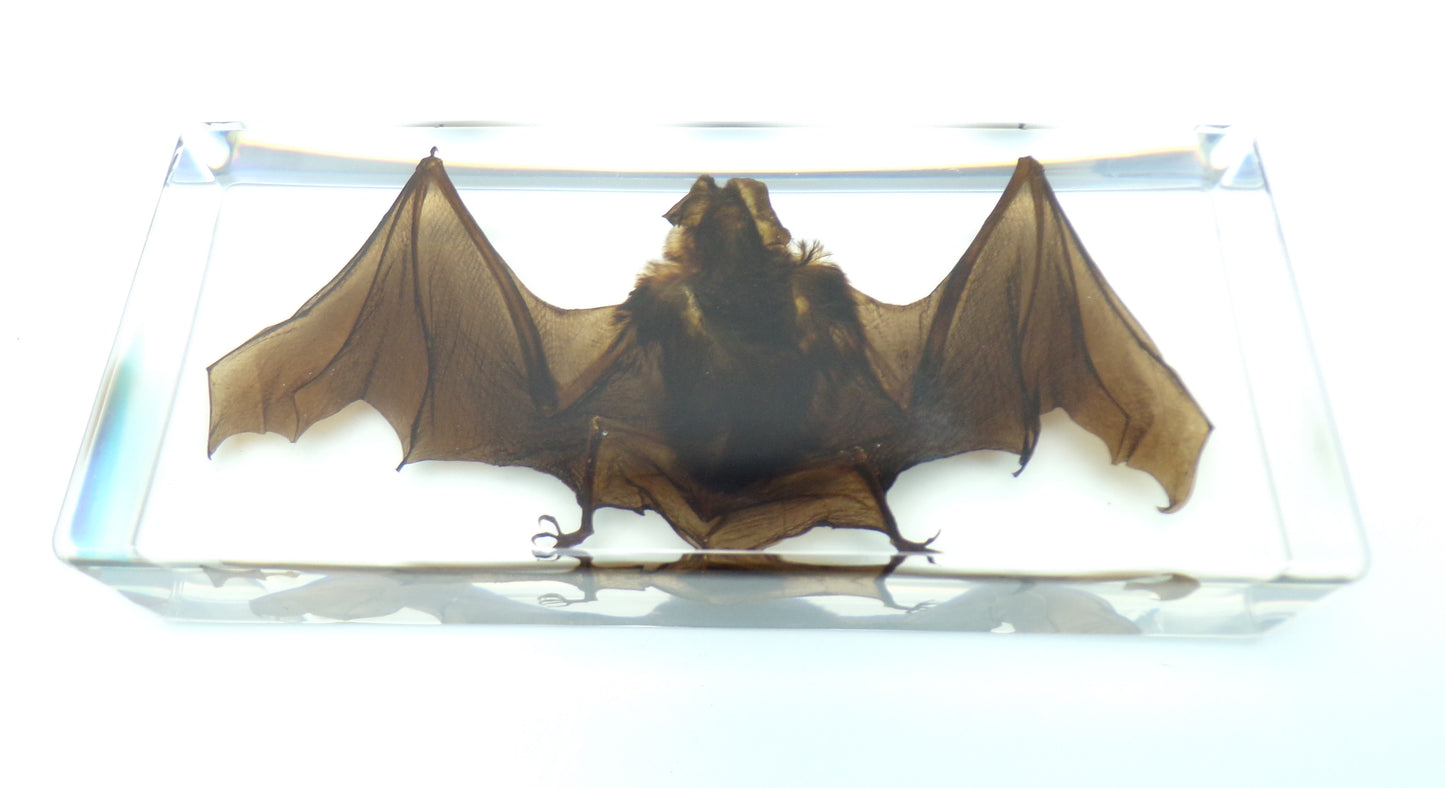 Grote Vleermuis 195mmx85mmx38mm
