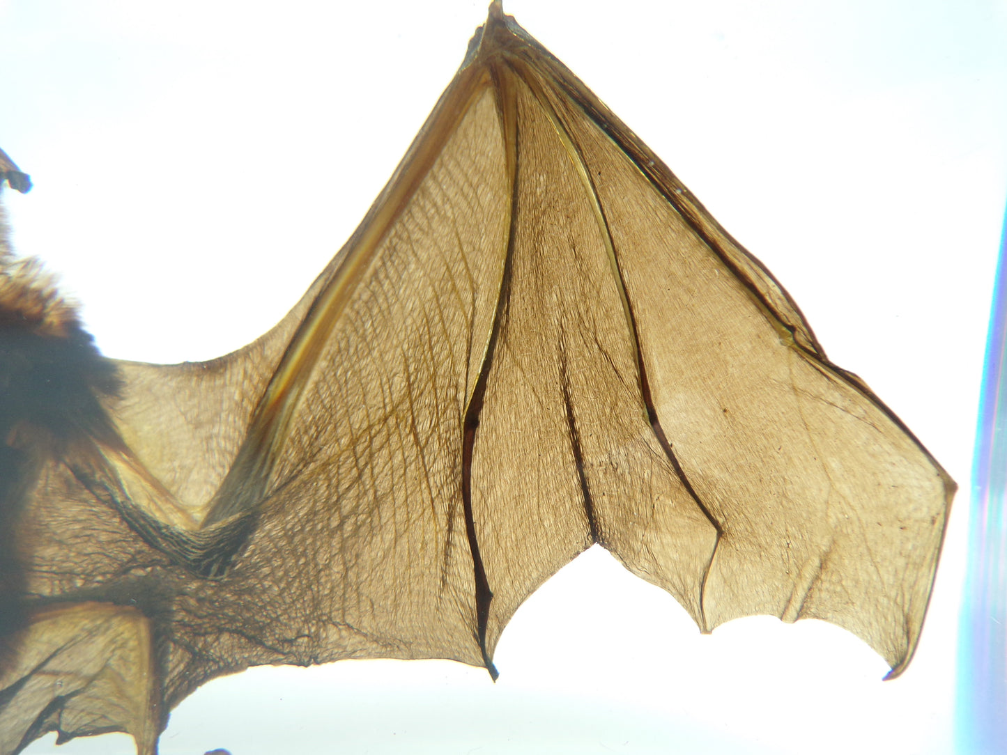 Grote Vleermuis 195mmx85mmx38mm