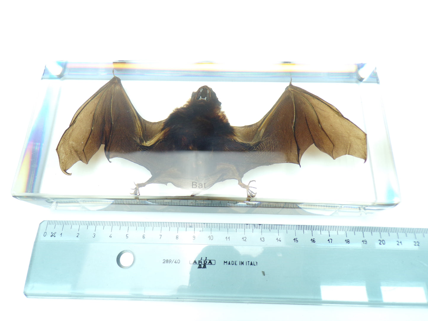 Grote Vleermuis 195mmx85mmx38mm