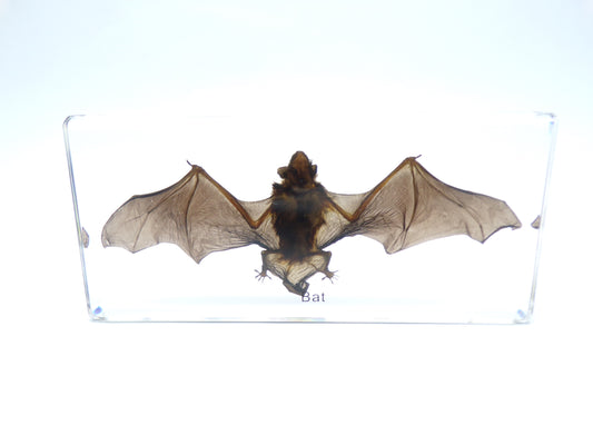 Vleermuis 140mmx65mm