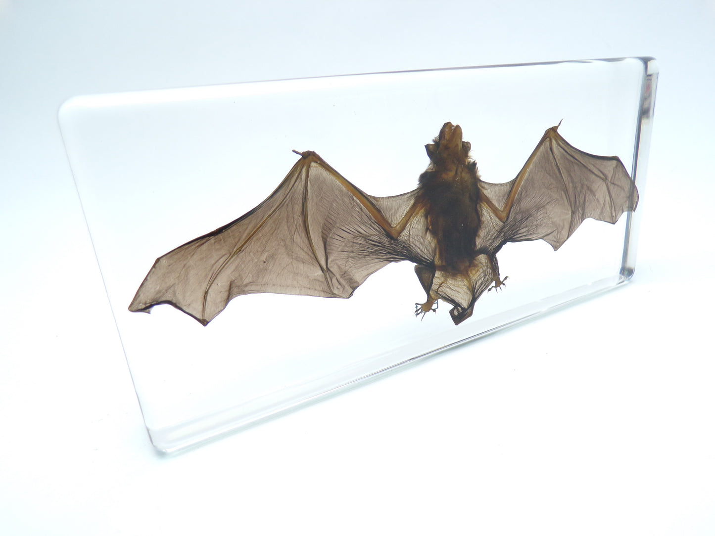 Vleermuis 140mmx65mm