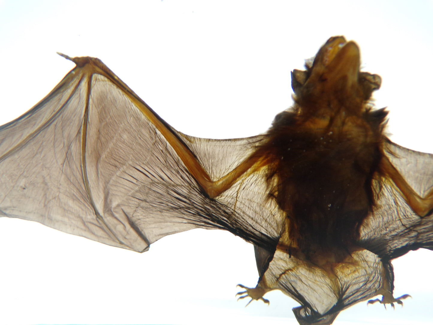Vleermuis 140mmx65mm