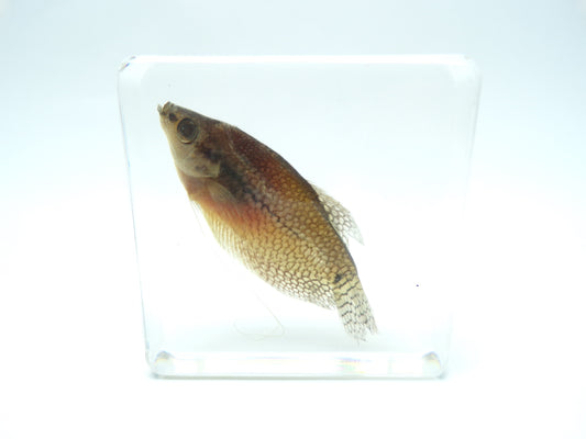 Diamant Goerami 75mmx75mm