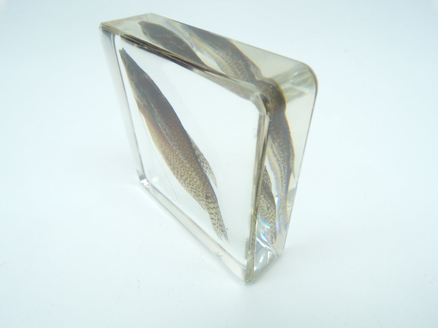 Diamant Goerami 75mmx75mm
