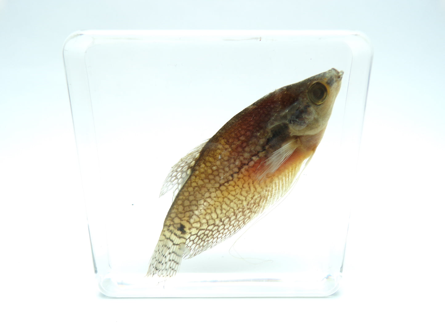 Diamant Goerami 75mmx75mm