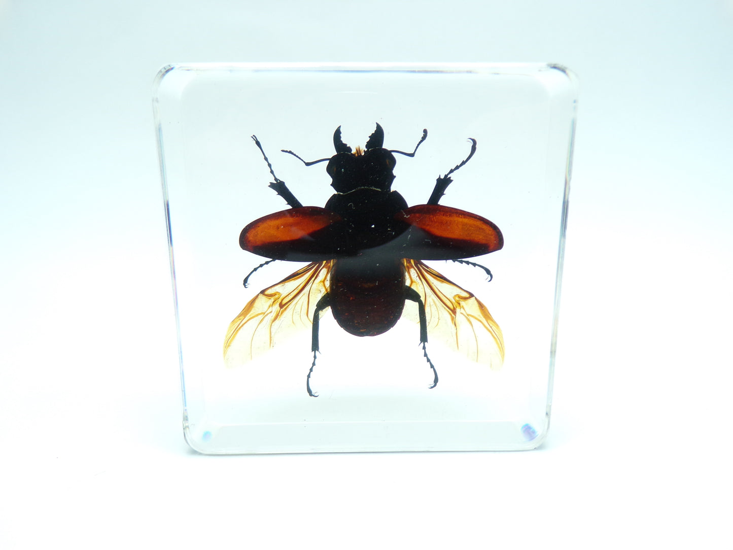 Vliegend hert (Odontolabis platynota) gespreide vleugels 75mmx75mm