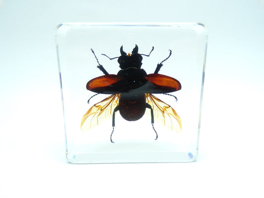 Vliegend hert (Odontolabis platynota) gespreide vleugels 75mmx75mm