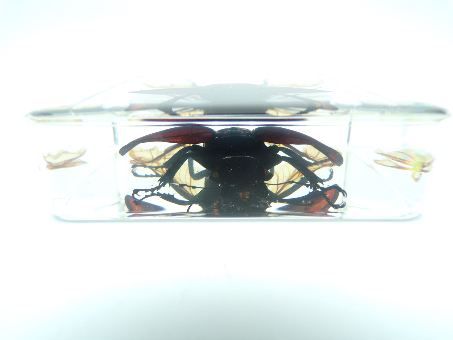 Vliegend hert (Odontolabis platynota) gespreide vleugels 75mmx75mm