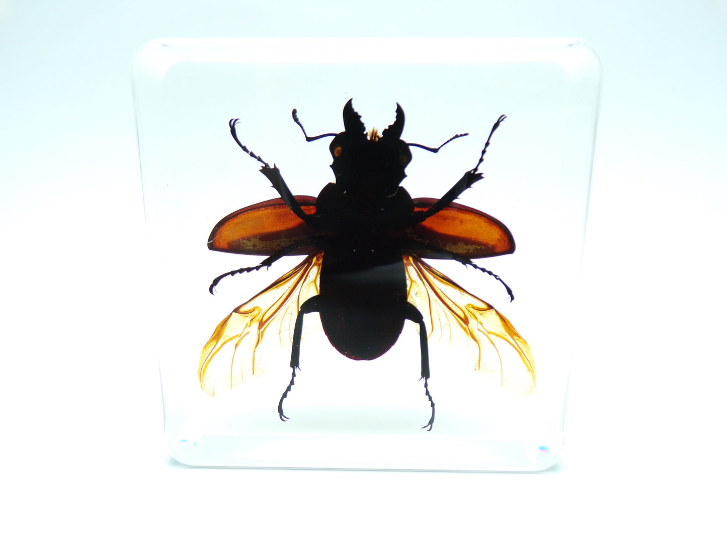 Vliegend hert (Odontolabis platynota) gespreide vleugels 75mmx75mm