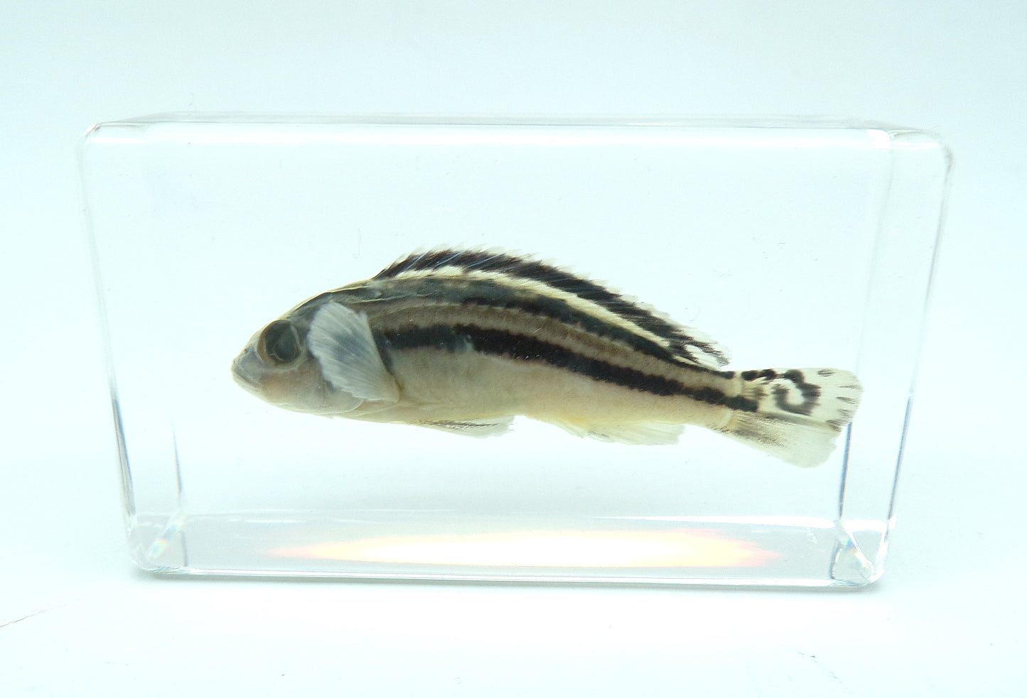 Gouden Mbuna 58mmx34mm