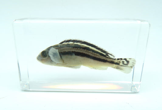 Gouden Mbuna 58mmx34mm