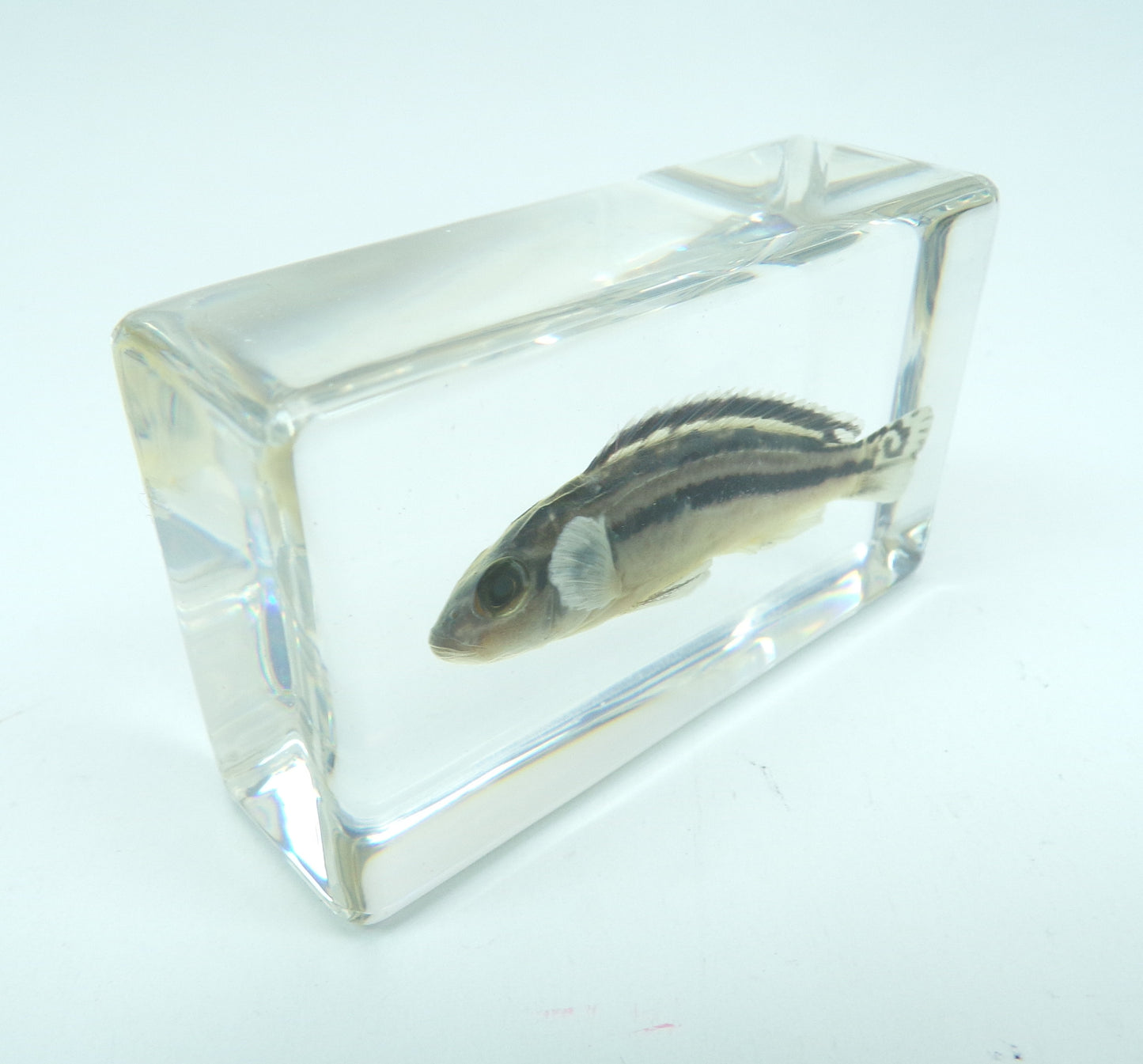 Gouden Mbuna 58mmx34mm