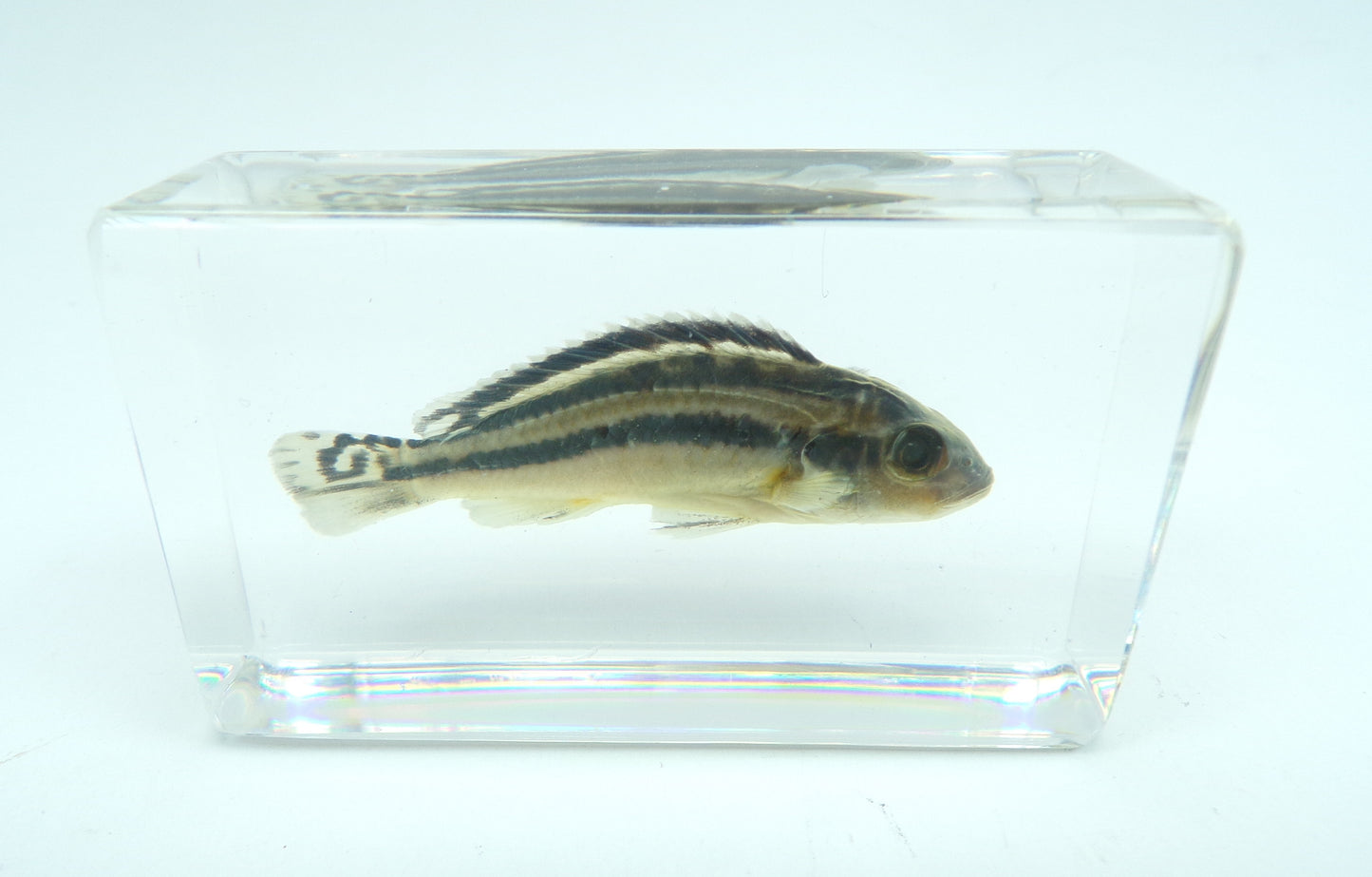 Gouden Mbuna 58mmx34mm