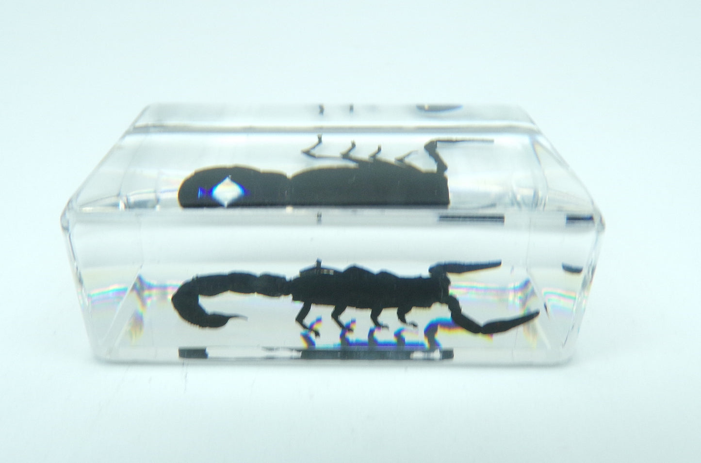 Zwarte schorpioen 44mmx28mm