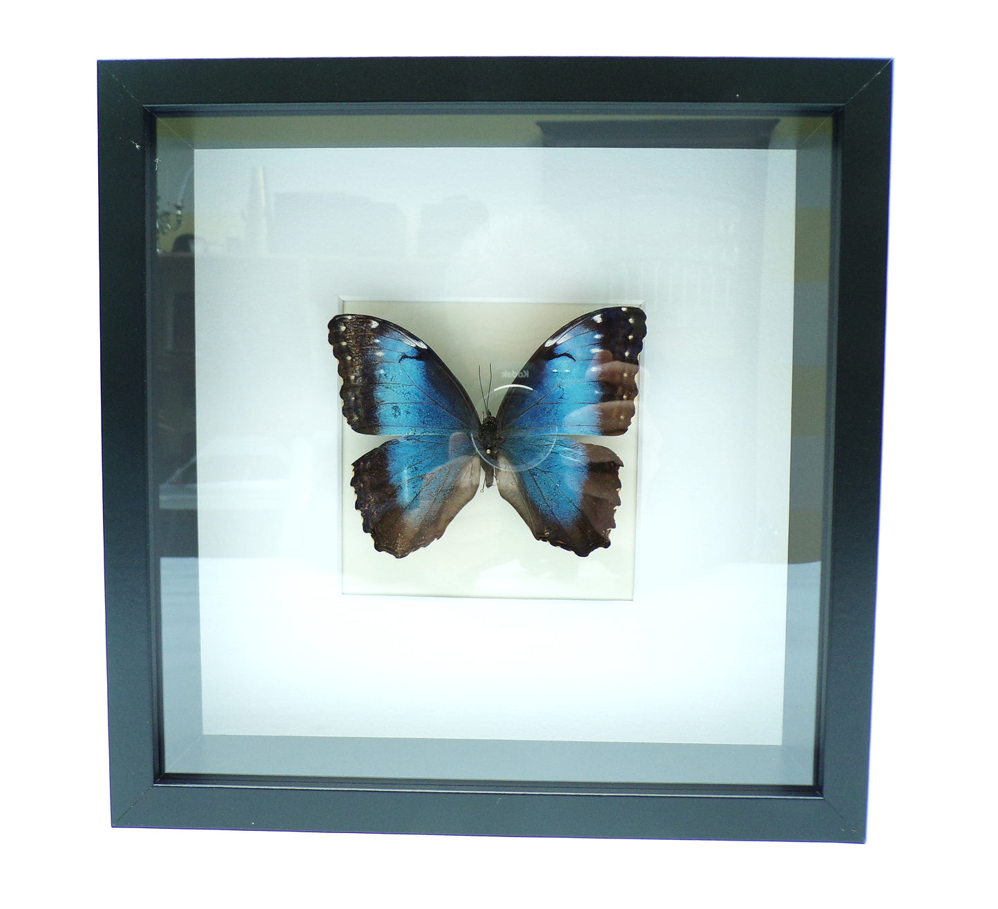 Shadowbox black 270x270x60mm "Morpho"