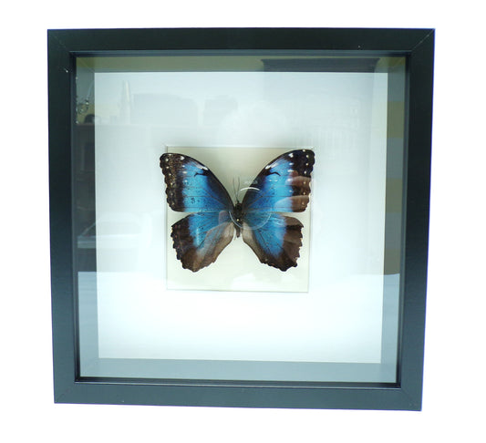 Shadowbox black 270x270x60mm "Morpho"