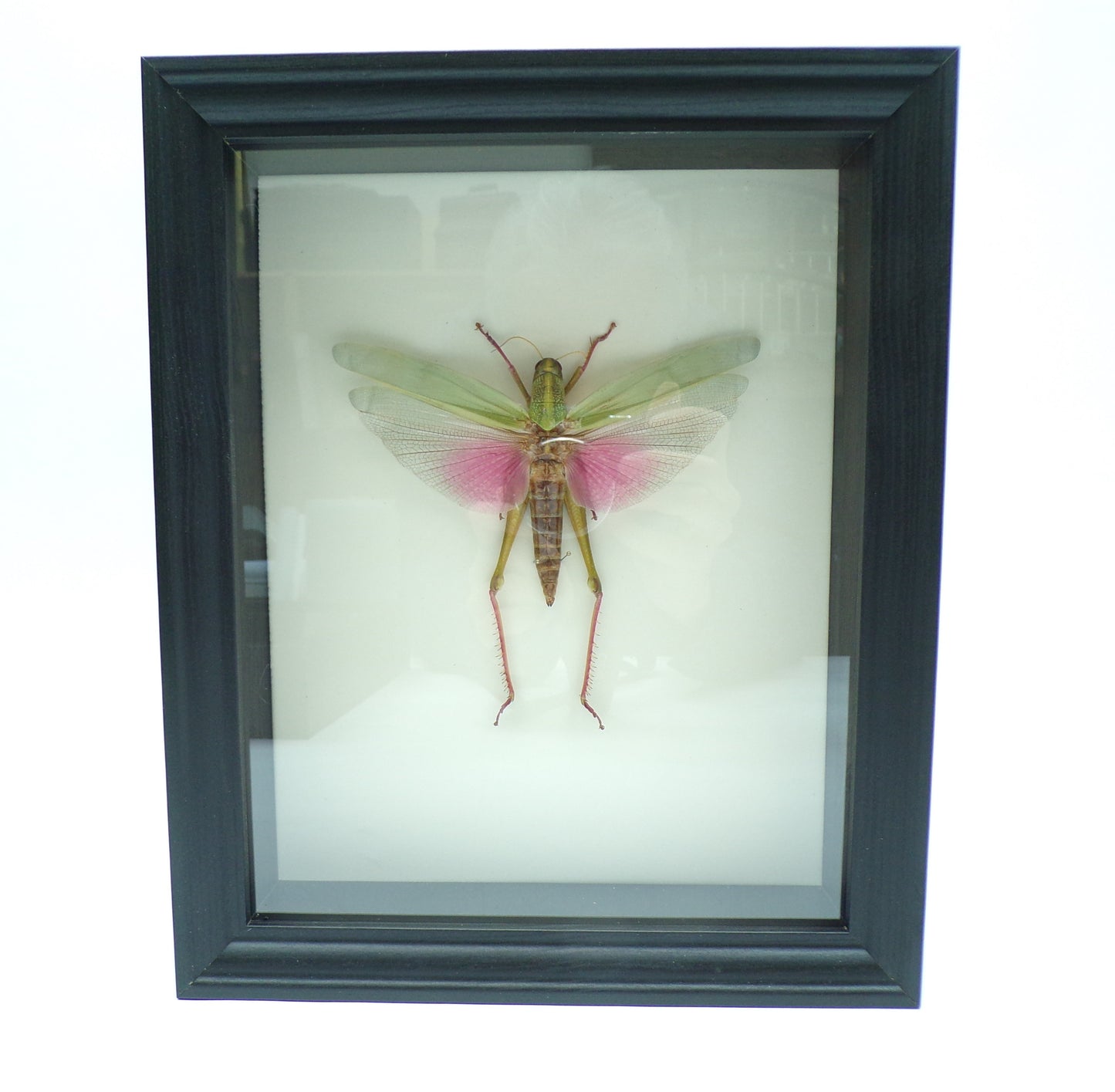 Shadowbox black 280x230x60mm "Pink grasshopper"