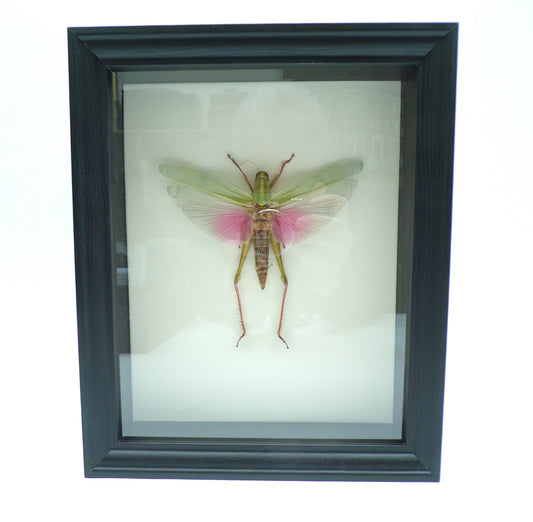 Shadowbox black 280x230x60mm "Pink grasshopper"