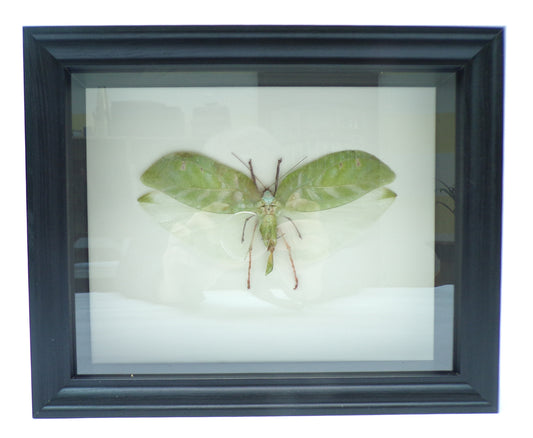 Shadowbox black 280x230x60mm "Green grasshopper"
