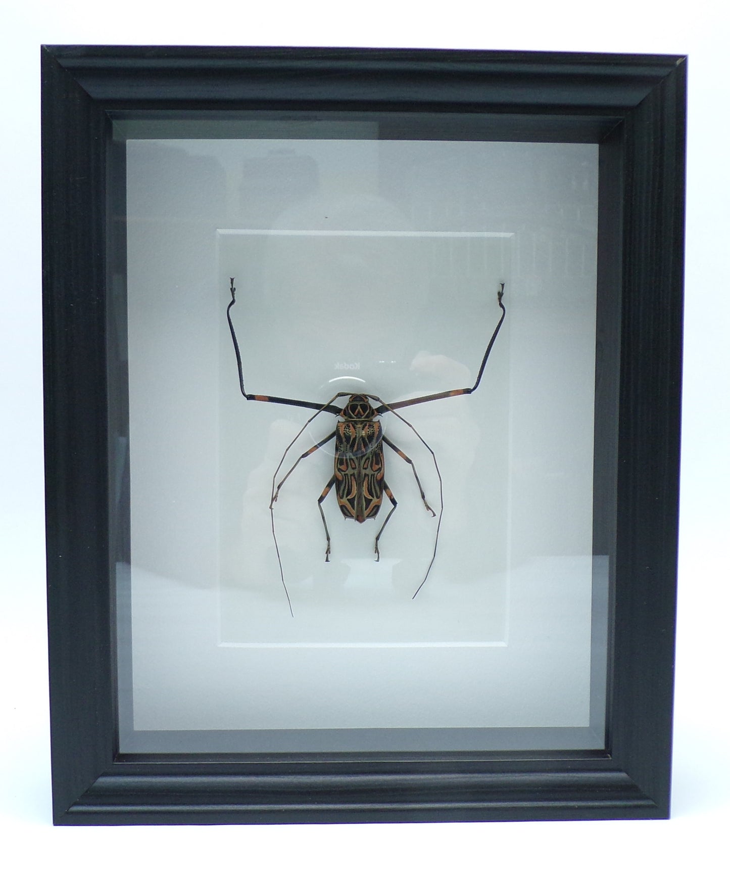 Shadowbox black 280x230x60mm "Arlequino"
