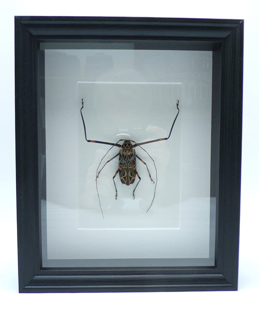 Shadowbox black 280x230x60mm "Arlequino"