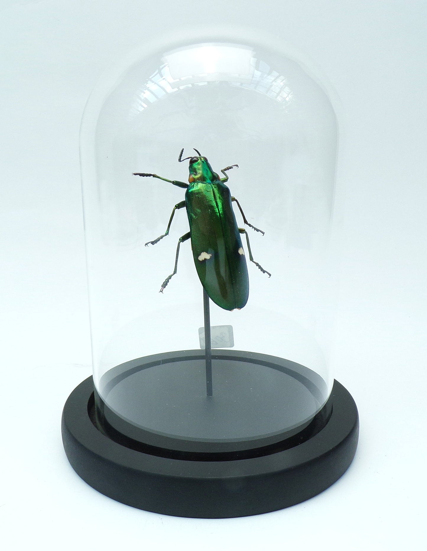 Cloche black 150x110mm "Green beetle"