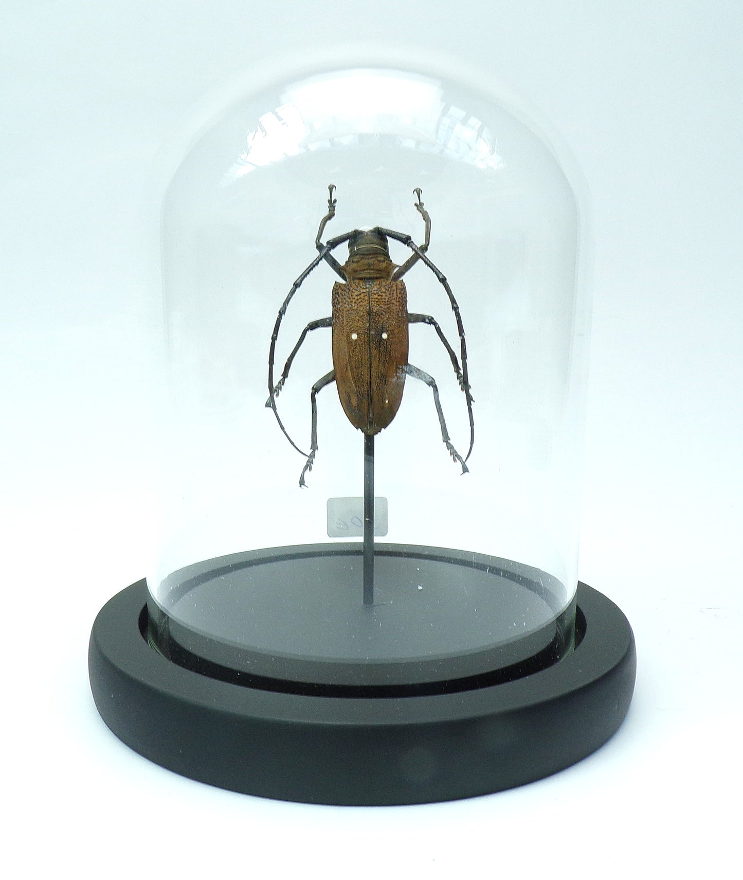 Cloche black 130x110mm "Brown beetle"