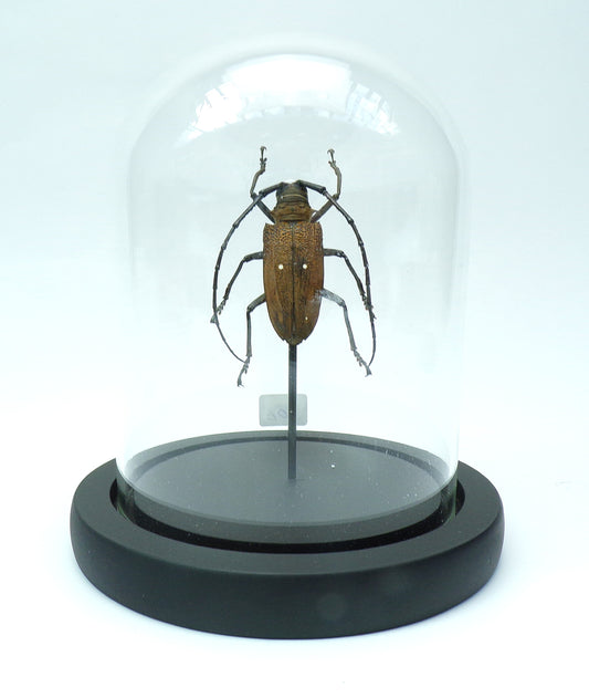 Cloche black 130x110mm "Brown beetle"