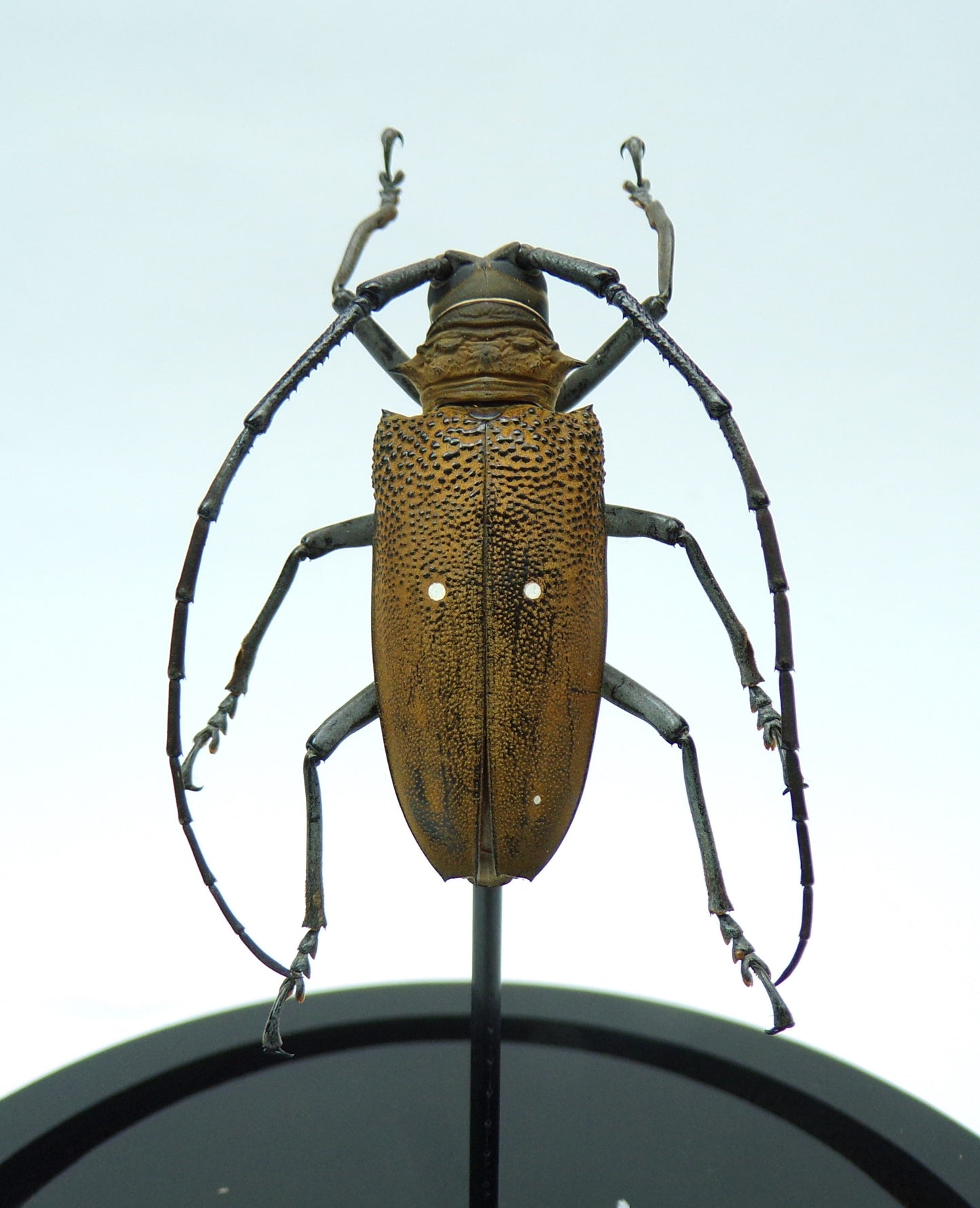 Cloche black 130x110mm "Brown beetle"