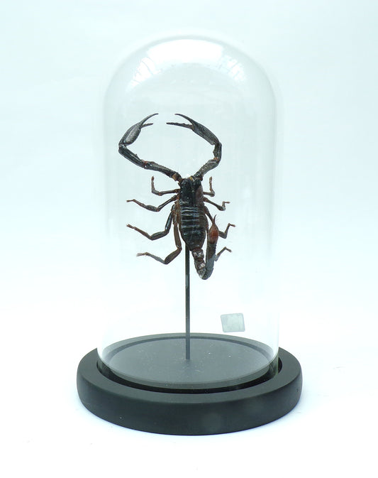 Cloche black 180x110mm "Scorpion"