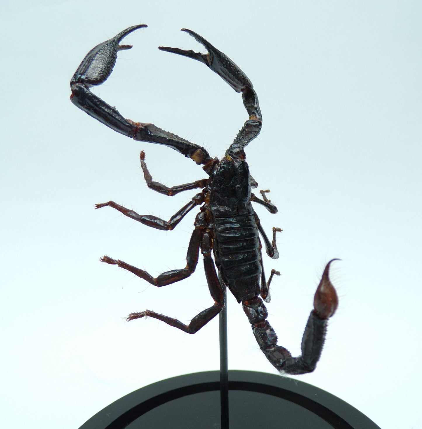 Cloche black 180x110mm "Scorpion"
