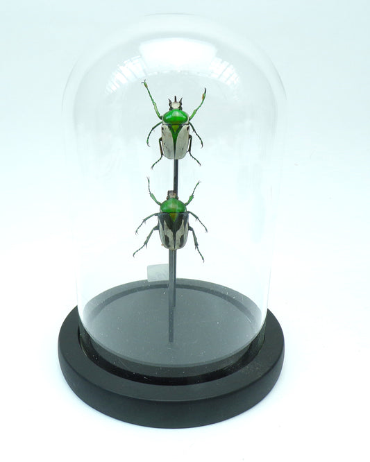Cloche black 170x110mm "Two beetles"