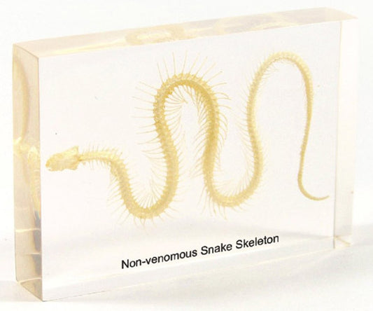 Slang Skelet 135mmx90mm